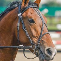 В профиль. :: юрий Амосов