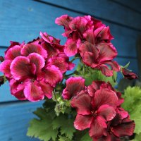 *** :: Ирина Лесиканич