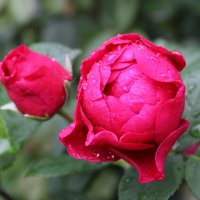 Роза :: Ирина Лесиканич