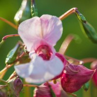 Недотрога железистая :: Владимир Кириченко