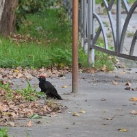 *** :: Сергей Сергеев