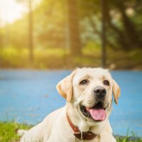 Алькор :: Alex Bush