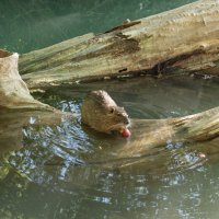 Обед в воде ) :: Геннадий Б Обед в воде ) :: Геннадий Б