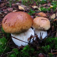 Малыши :: Андрей Снегерёв