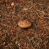 В суете хвоинок... :: Наталья Лунева 