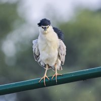 Кваква :: Осень 