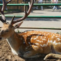 НА_СОЛНЫШКЕ_ПРИЯТНО_ПОЛЕЖАТЬ :: Сергей Янович Микк