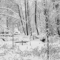 Черно-белая зима :: Серый 