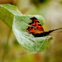 бабочки августа 2 :: Александр Прокудин