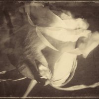 Нежность линий и грация изгибов... :: Руслан 