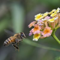 * :: Осень * :: Осень