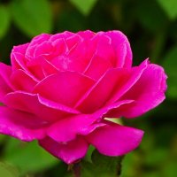 Про розы :: Милешкин Владимир Алексеевич 