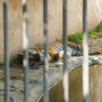 В_ТЕНИ_У_ПУСТОГО_БАССЕЙНА :: Сергей Янович Микк