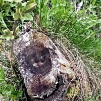 Улыбка пня ) :: Veera V Улыбка пня ) :: Veera V