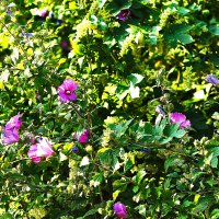 Гибискус :: Юрий Гайворонскiий