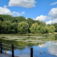 Пруд в Терлецком парке. :: Ольга Довженко