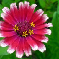 цинния :: Наталья 