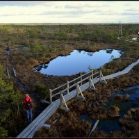 Променад по болоту :: Aleksandr Gal