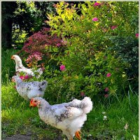 Подросшие цыплята. :: Валерия Комова Подросшие цыплята. :: Валерия Комова