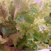 салат :: ИРЭН@ .