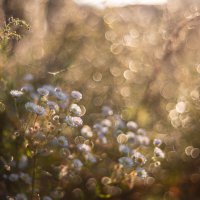 Во время утренней росы :: Олег Дорошенко