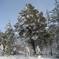 Лес :: Anna Ivanova