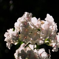 Нежные флоксы .. ღღღ :: Татьян@ Ивановна Нежные флоксы .. ღღღ :: Татьян@ Ивановна