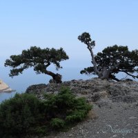 Природа Крыма :: Amazing Cosmea