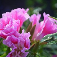 Хрустали августа :: Татьяна Лютаева