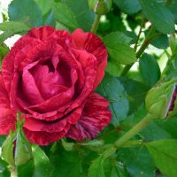 Роза :: Наталья 