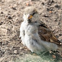 молодой и наглый :: Олег Лукьянов молодой и наглый :: Олег Лукьянов