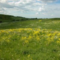 Родные просторы. :: Наталья Лунева Родные просторы. :: Наталья Лунева