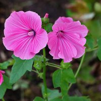 Гламурная парочка :: Светлана 