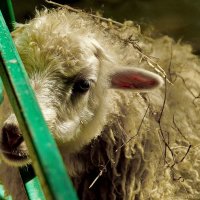 " Сафари парк " г.Геленджик... :: Николай Саржанов