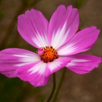 Космея :: Юрий. Шмаков