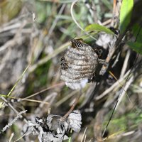 Осинное гнездо :: Ольга 