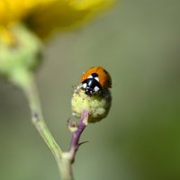 И съела .... тлю :: Ольга 