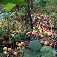 Лето считай что прошло... :: Андрей Катков