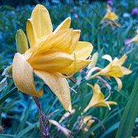 Лилейник. :: Лилия * Лилейник. :: Лилия *