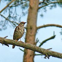 деряба :: gawrilа - dan деряба :: gawrilа - dan