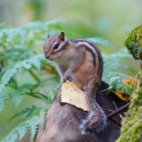 * * * :: Станислав С.