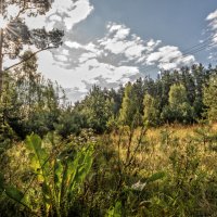 Утро, поляна :: sorovey Sol