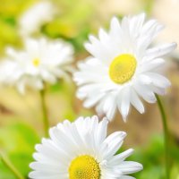 Маргаритки :: Валерий Елистратов