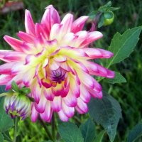 Георгин :: Наталья 