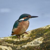 зимородок :: Игорь Шабалин