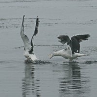 Птичьи разборки. :: Ирина Нафаня Птичьи разборки. :: Ирина Нафаня