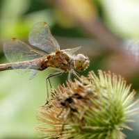 про стрекоз 3 :: Александр Прокудин