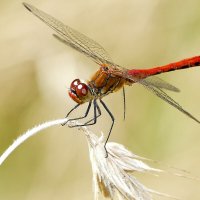 про стрекоз 5 :: Александр Прокудин про стрекоз 5 :: Александр Прокудин