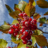 Боярышник :: Aleksey Afonin Боярышник :: Aleksey Afonin