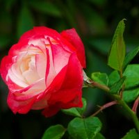 Природное совершенство :: Милешкин Владимир Алексеевич Природное совершенство :: Милешкин Владимир Алексеевич